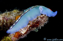 Flat Worm - Pseudoceros bifurcus by João Paulo Krajewski 